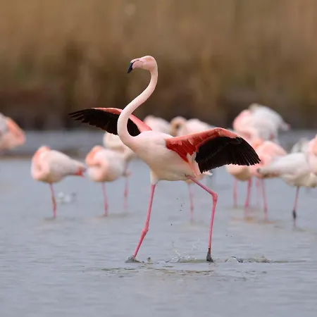 La Fregate-11 By Interhome Appartement Le Grau-du-Roi